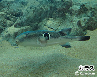 第135回 うちのファンタジー世界の考察－絶滅肉食獣 - パンタポルタ