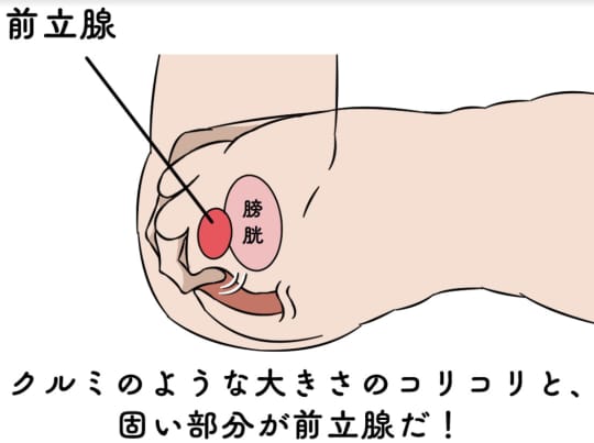 前立腺責めのやり方とコツ！気持ちいい前立腺マッサージの方法をイラストで解説