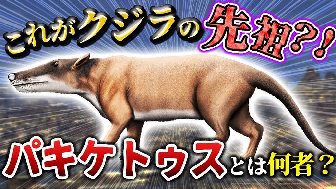 Amazon.co.jp: 海洋堂 チョコラザウルス3 アンドリューサルクス : ホーム＆キッチン