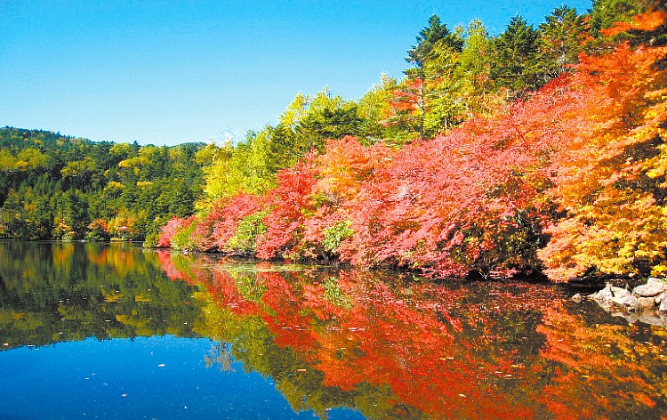 町田発】湖面に映る紅葉絶景♪神秘の森と山の湖「白駒の池」！巨峰狩り食べ放題とシャインマスカット1房お土産＆甲斐サーモン×いくらぶっかけ丼ランチ |  格安ベストワンバスツアー