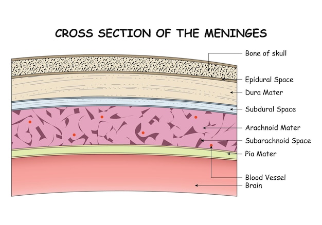 計算上は、4年以内に骨は入れ替わっている？ 体内で骨が「壊される」と「つくられる」を繰り返す“衝撃の理由” 石井 優- 2ページ目ブルーバックス講談社