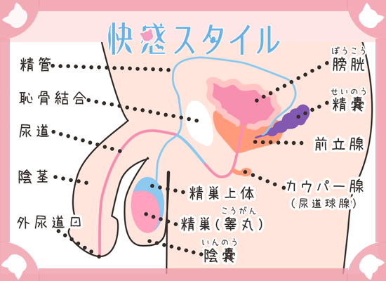 創作BLオタクさん、【前立腺を触る時の体位や触った時の感触】知りたくない？｜BLニュース ちるちる