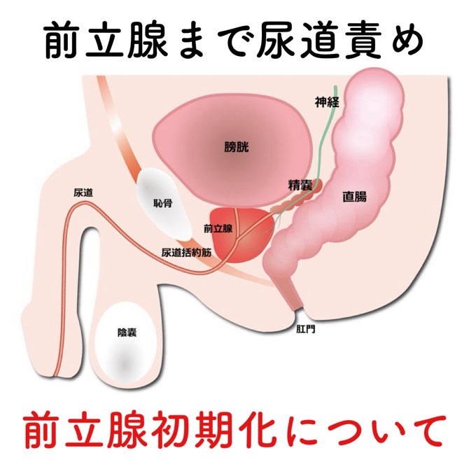 Amazon | 【菊門覚醒Ｘドライ快感！】アナルバイブ