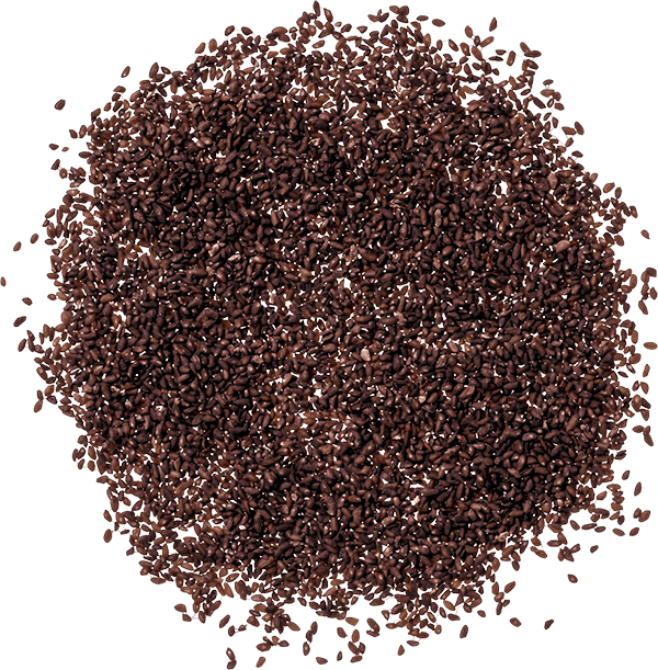 車前子：漢方 中医学 ・中医学用語説明 生薬・中薬