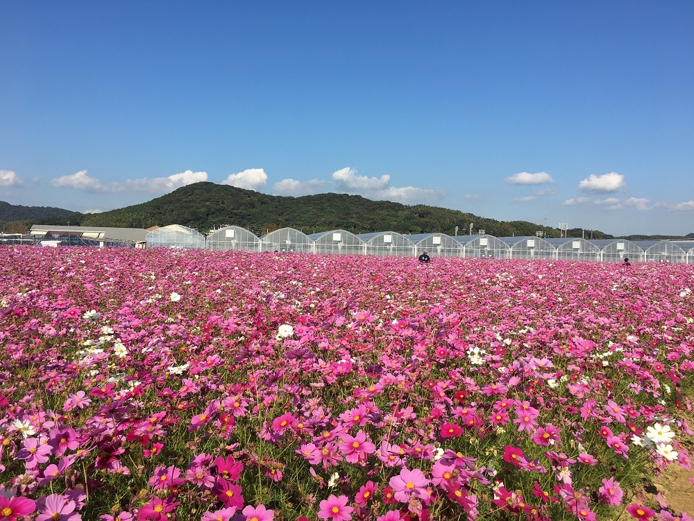 ホームズ】コスモス溝ノ口 2階の建物情報｜神奈川県川崎市高津区下作延2丁目3-25