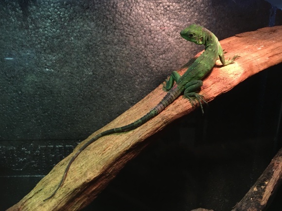 ♦️トカゲLOJ 爬虫類