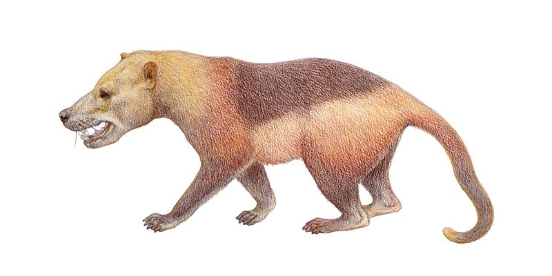 メソニクスさん