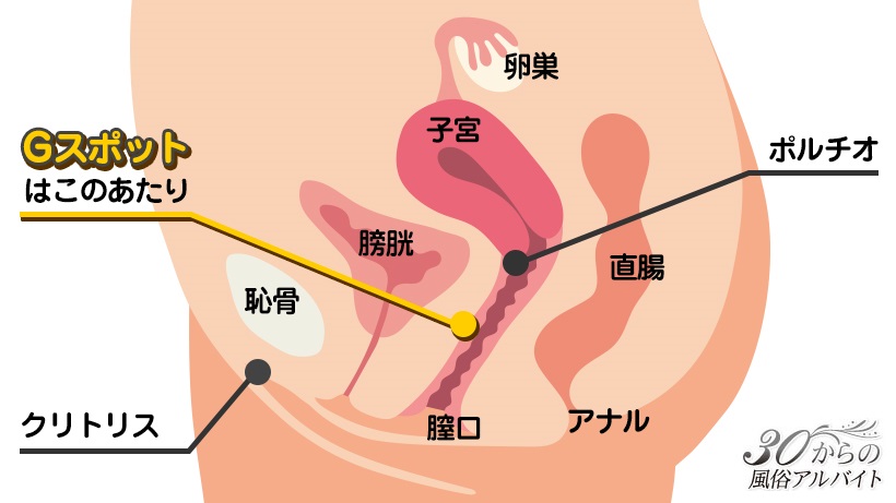 隠れ性感帯【裏Gスポット】の 探し方や開発方法をわかりやすく解説 |