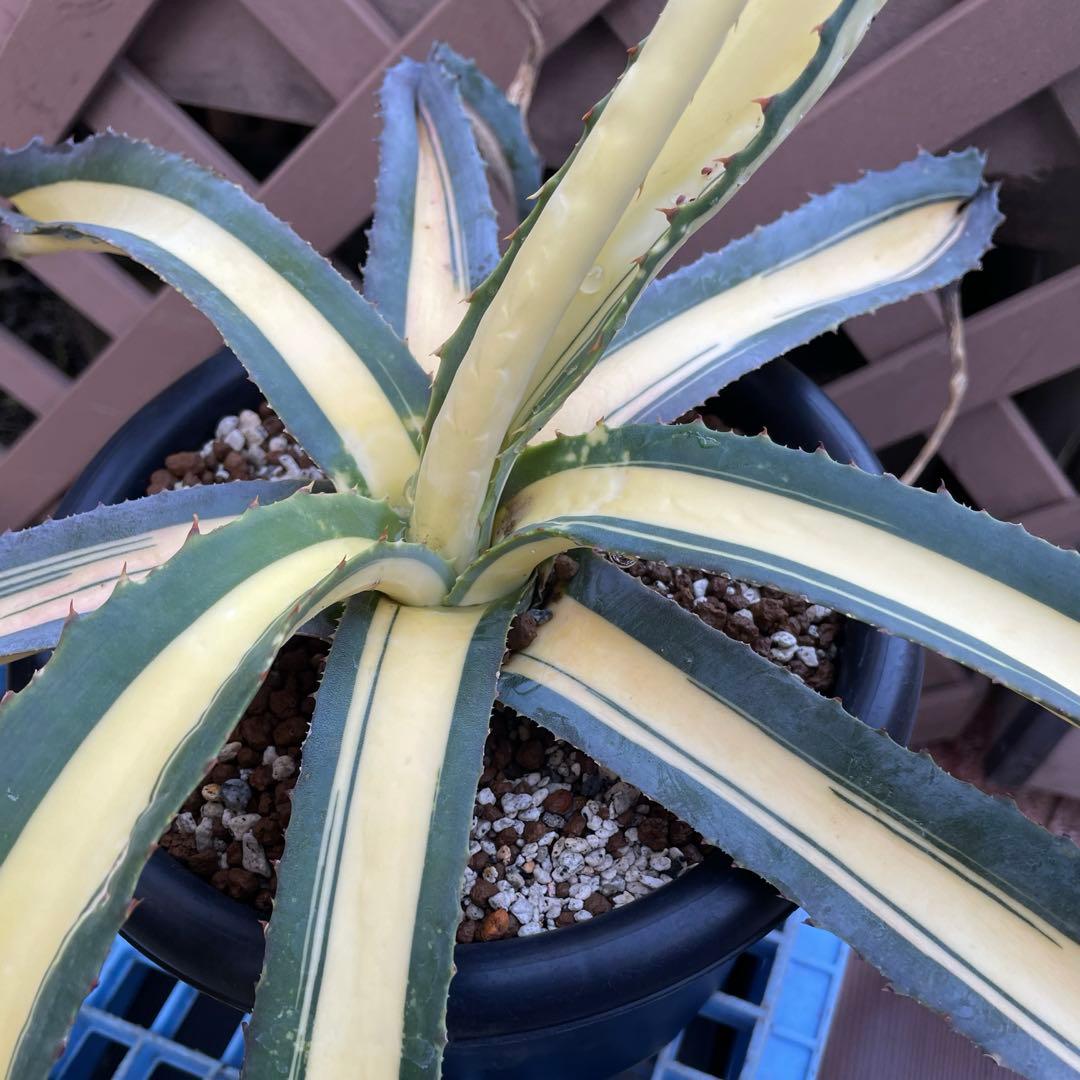 ヒリー サタヒップ 中サイズ株選抜観葉植物