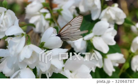 茉莉花(まりか)】無修正AV流出「非日常的悶絶ギャル 第五章 義母編」激しいエロテク｜モロミエスキーの無修正エロ動画