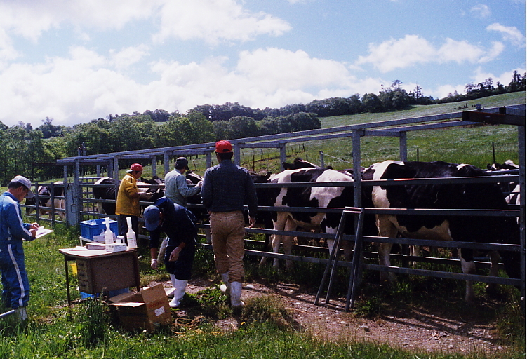 畜産農家」の写真素材44,468件の無料イラスト画像Adobe Stock