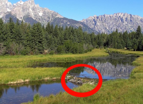 ビーバーのダムと生態系エンジニア 自然破壊に該当？獣害問題は存在する？生き物忍ログ