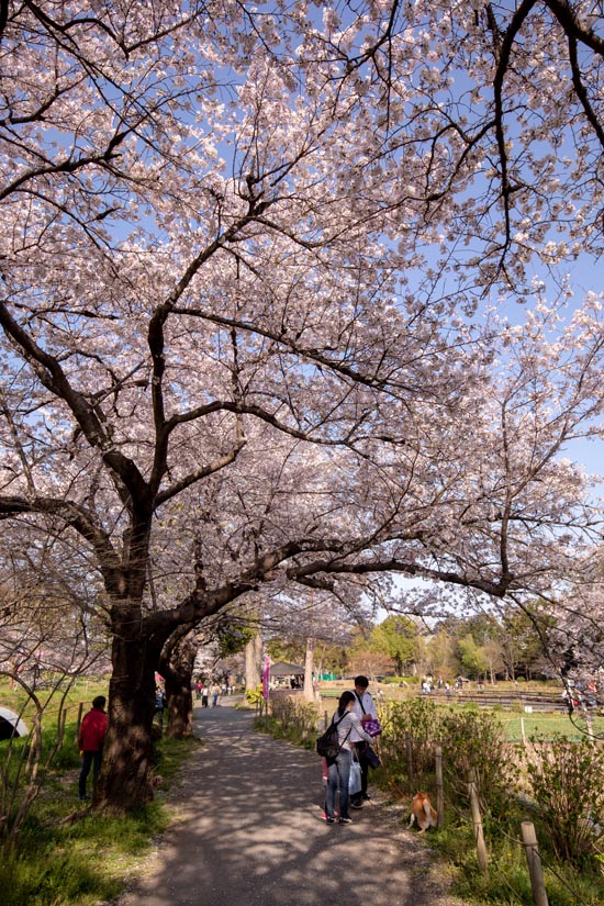 岩殿山丸山公園の桜開花・満開情報 2024 - 日本気象協会