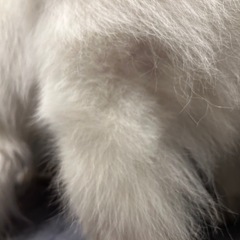 日本ソムリエ協会 機関誌Sommelier に、『長谷部賢の酒屋人をたずねて』を連載しています。22回目の今回は、ワインショップ業界のレジェンド『セラーキタムラ』代表の北村秀雄 長野市 さんを訪問。やはり北村先輩のビジネセンスは凄いなぁ と。 まだまだ偉大な先輩