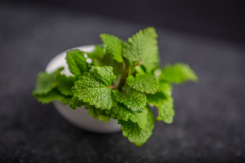 メリッサ レモンバームは多年生の草本植物です葉にはマイルドなレモンの香りがあります紅茶クリームエッセンシャル オイルとエキスを伝統的な代替医療にはアロマテラピー  -