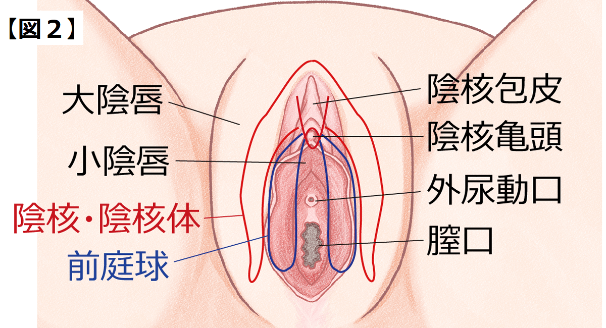 みんな気になるペニスサイズ 日本人の平均は何センチ？図り方はこれだ！ | 大人の性愛ジャーナル Qjira