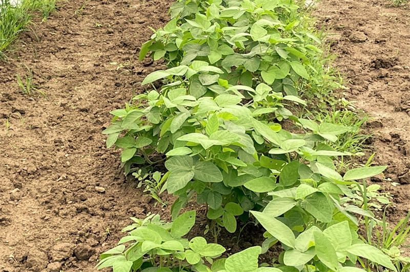 すみだの大豆専門問屋 株式会社丸金丸金