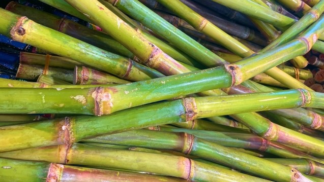 ブラジルのバイオエタノールをめぐる動向農畜産業振興機構