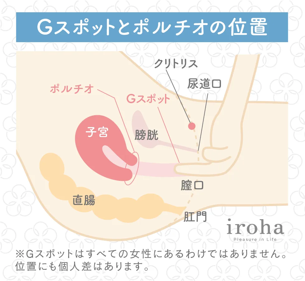 ポルチオとは？産婦人科専門医の丹羽咲江医師が子宮腟部を徹底解説します。 | 腟ペディア