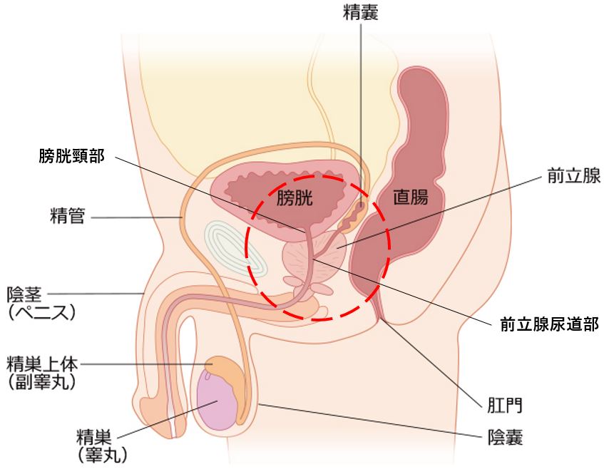 男の潮吹き」は気持ちいい？射精障害やEDなどの危険性も徹底解説【医師監修】 | 新橋ファーストクリニック【公式】