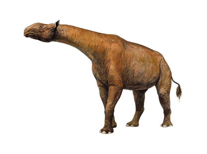 陸から海への回帰～クジラの祖先 : 蜜蜂的写真日記