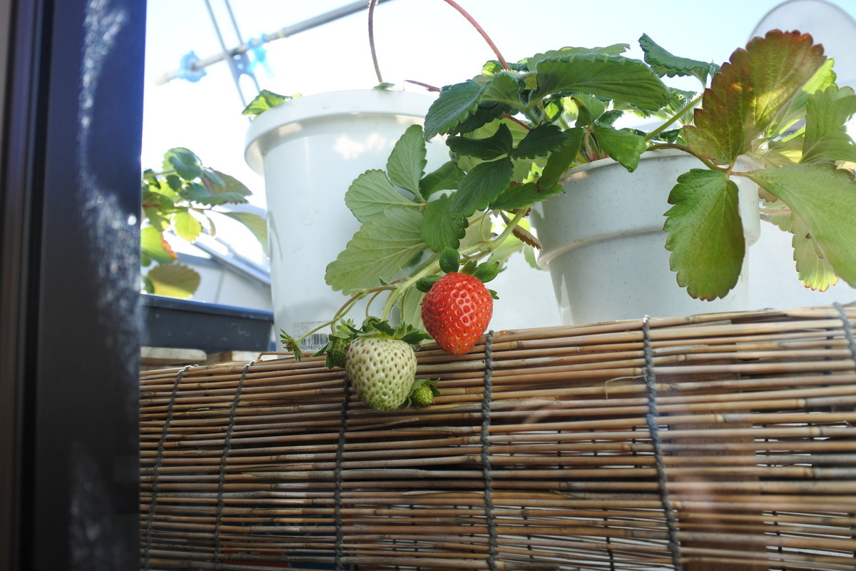 arduinoで自動水やり機 タンク式 を自作してみた