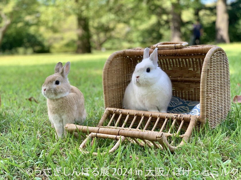 北大阪店】11月の撮影スペース『秋の森』 | うさぎ専門店 Lapin House