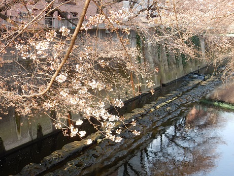江戸川公園・神田川沿いの桜 文京区- お花見2025 - ウォーカープラス