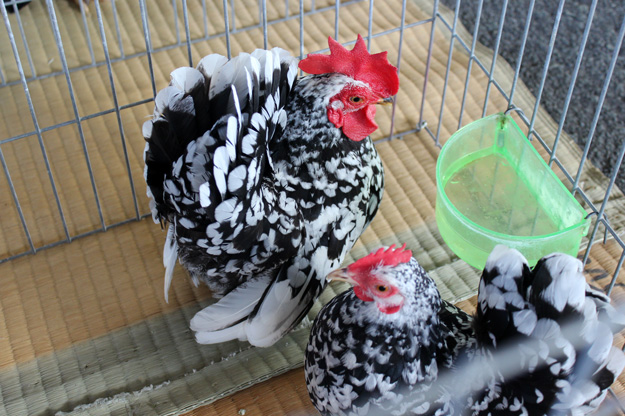 碁石 チャボ 矮鶏 有精卵 6個