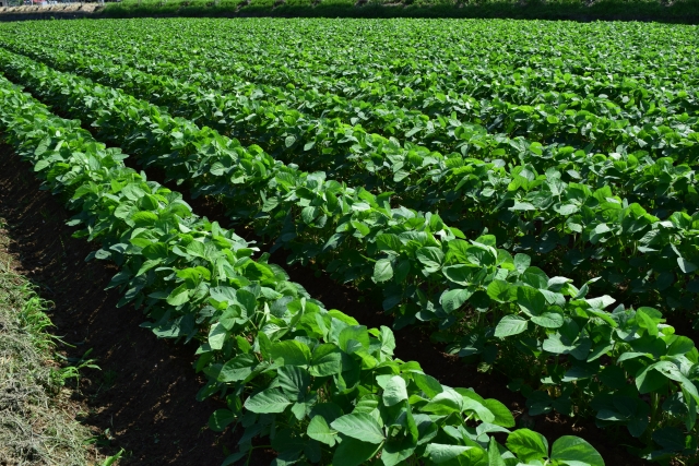 大豆農家のご紹介公式 下仁田納豆 昔ながらの伝統的な経木納豆