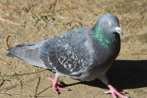 6羽目 首を振る鳩￼鳥害対策なら日本鳩対策センタ