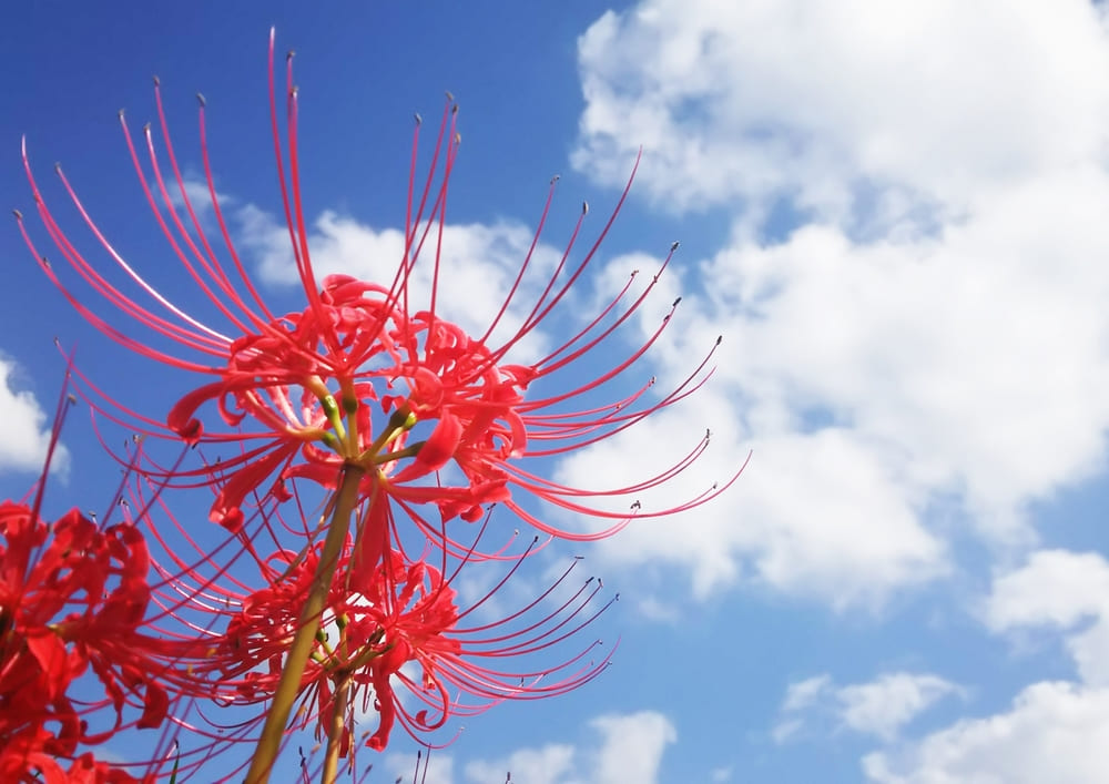 墓石倒し！事件 -_-熊本のお墓、墓石、石材、墓地のことなら あらき石材