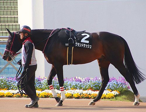 松山弘平コラム 3着になったサフィラ、内ラチに接触するミス 申し訳ない気持ちでいっぱいです：中日スポーツ・東京中日スポーツ