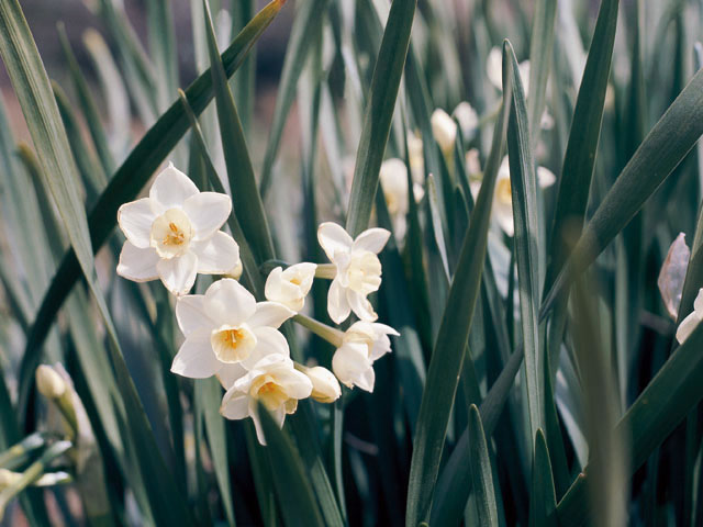 スイセンの花言葉は？雪の中でも咲くスイセンの花言葉に注目！ | FLOWER｜お花・グリーン販売中！かわいいが届くお花便