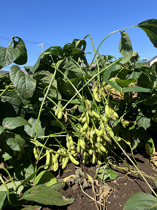 大豆を収穫するまで：北海道の大豆畑の成長記録蒸し大豆情報サイト「蒸し大豆タウン」