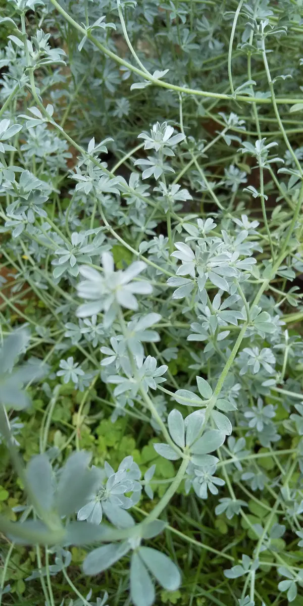 ロータス クレティクス - 四季苑日記