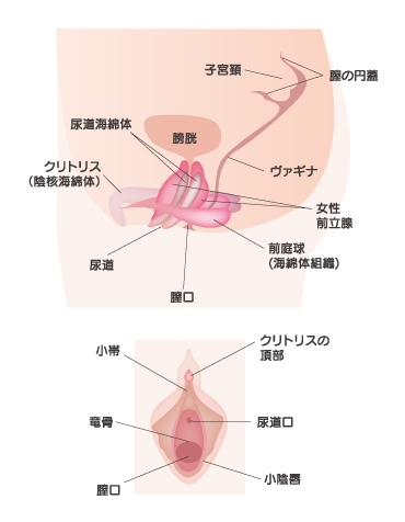 大きすぎるクリトリスの形を整える/千葉 横浜のサンライズ美容外科