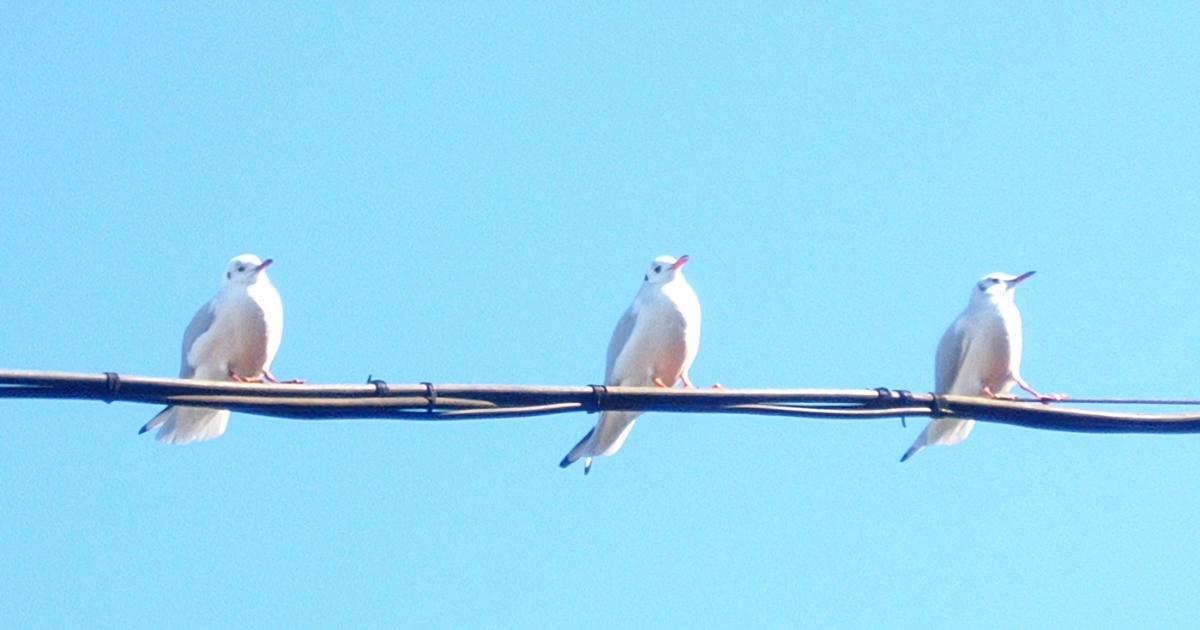 鳥の糞害対策、電線の対策は電力会社が無料で取付けたか爺の楽しいＤＩＹや携帯スマホ、その他諸々など