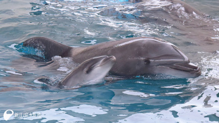 メソニクス」の写真・イラスト素材アマナイメージズ