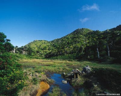 鹿児島県 中間ガジュマル