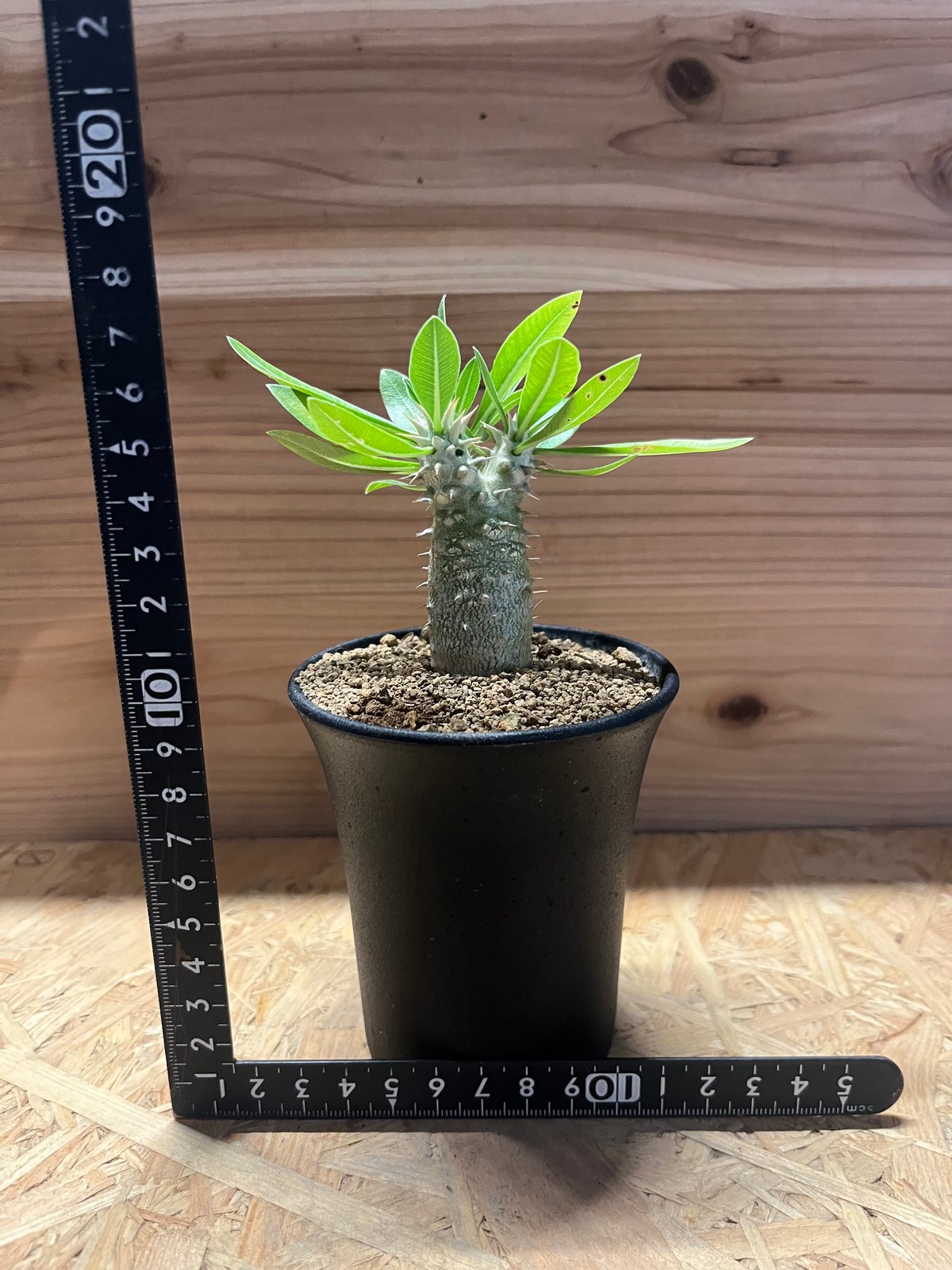 パキポディウム 伊藤ハイブリッド 高分枝系統 1056PROTOLEAF プロトリーフ
