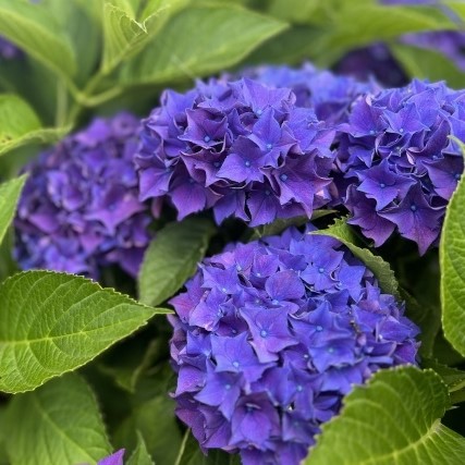 兵庫県 兵庫県のシンボル 県旗・県花・県樹・県鳥