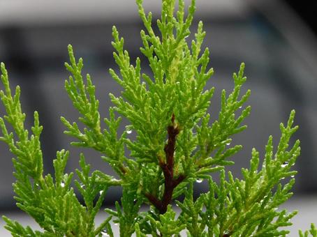 ドラゴンクエスト チャンピオンズ』○○まで資金稼ぎになる!? ゴールドマンにまつわる新事実が発覚 DQチャンプβテスト体験記 39- 電撃オンライン