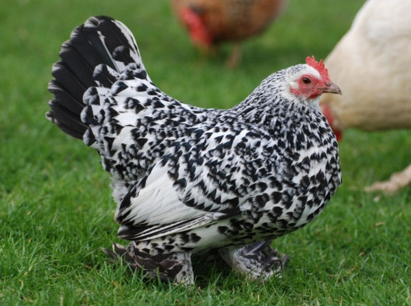 碁石チャボ ゴイシチャボの販売一覧 千葉県・栃木県・神奈川県・埼玉県のペットショップ