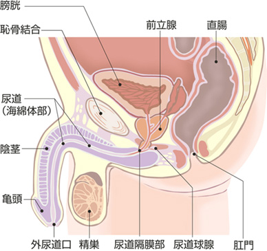 尿検査の前日の性交」婦人科の相談。カラダメディカさん（32歳/女性）の投稿。【CARADA 健康相談】 