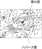 整形外科専門医試験2022年第34回問1Drひろひろ@整形外科専門医試験対策