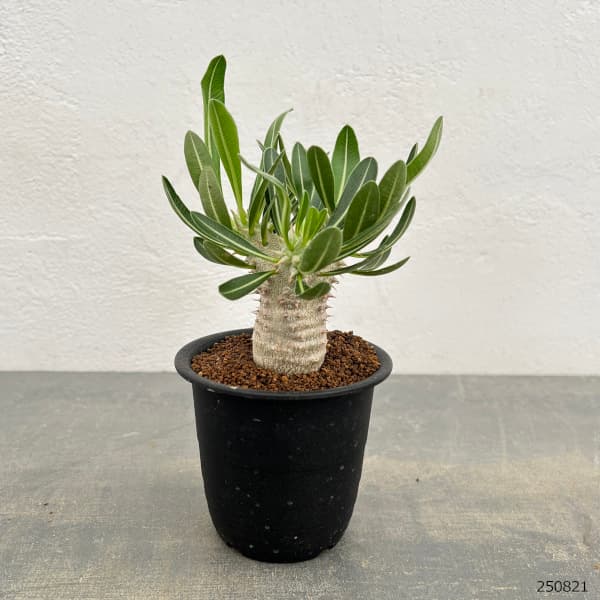 パキポディウム：伊藤ハイブリッド 実生大株 3.5号鉢 の通販園芸ネット