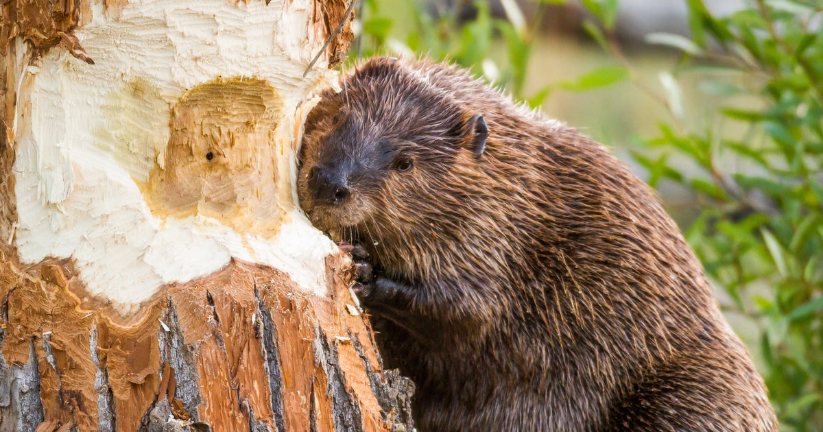 ビーバーのダムと生態系エンジニア 自然破壊に該当？獣害問題は存在する？生き物忍ログ