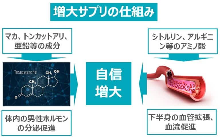 上 反り ペニス : 陰毛