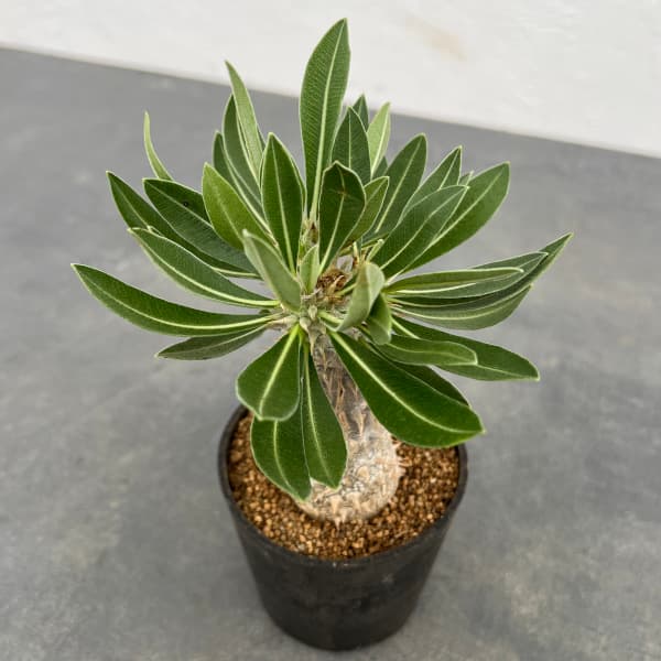 パキポディウム伊藤ハイブリッド valiem鉢付